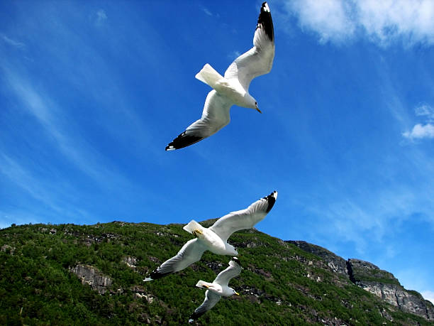 istock Birds of the sky and earth 179084194