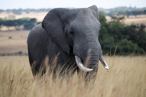 istock Elephants in Zimbabwe, Africa 179084198
