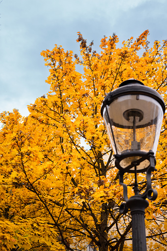 Yellow leaves of tree decorates the street lamp