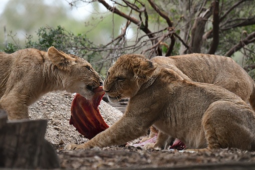 Lion cubs eating