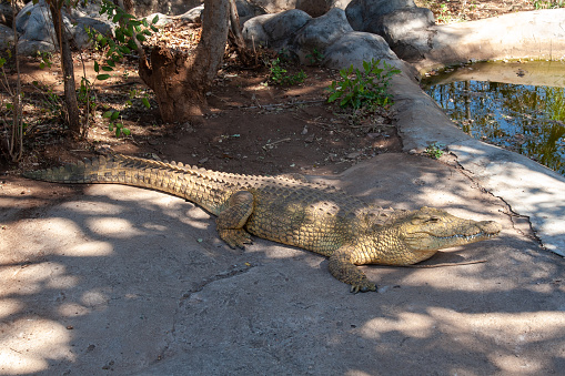 Livingstone - Zambia - august 2007 - Livingstone crocodile park