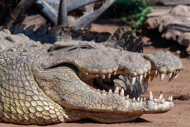 istock Livingstone crocodile park 1790842896