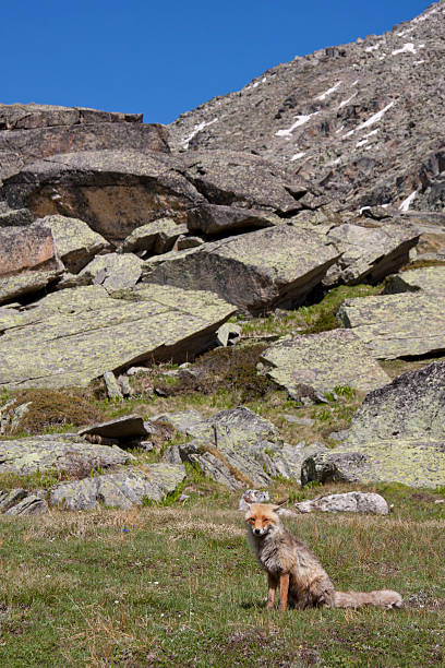 istock portrait of a fox 179084417