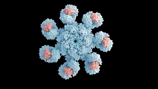 3D rendering of human apoptosome molecule contains seven Apaf-1 molecules symmetrically arranged in a wheel-shaped structure to form a central hub