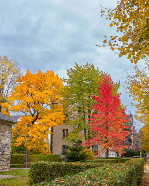istock Three colors on trees in Autumn 1790845879