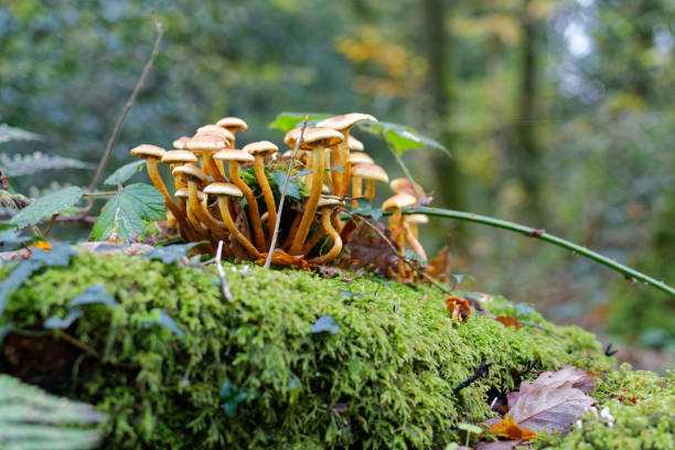 istock close-up of small mushrooms in a forest 1790846143