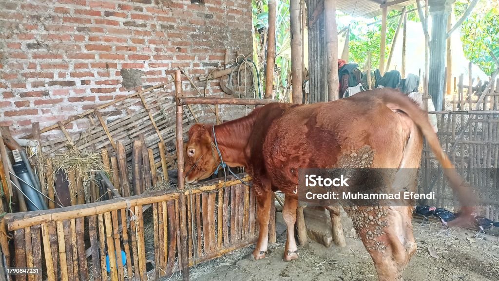 Domestic cows Domestic cows in rural background Agricultural Field Stock Photo Domestic cows Domestic cows in rural background Agricultural Field Stock Photo