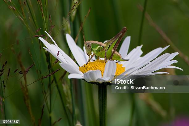 Cavalletta E Marguerite - Fotografie stock e altre immagini di Ambientazione esterna - Ambientazione esterna, Animale, Argyranthemum frutescens