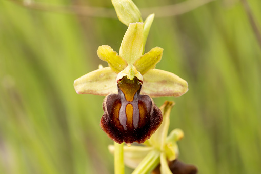 Eastern Spider Orchid (Ophrys mammosa) in natural habitat