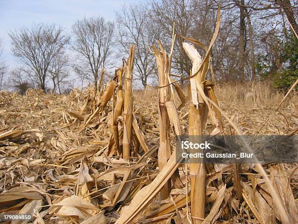 Foto de Após A Colheita e mais fotos de stock de Agricultura - Agricultura, Amarelo, Campo