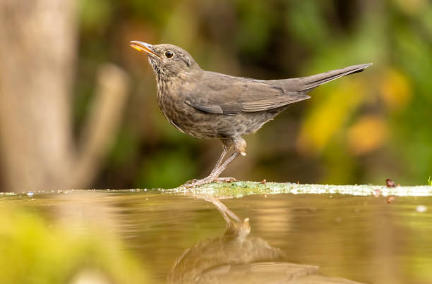 istock Female blackbird take a bath 1790849459