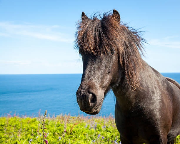Coastal Pony "Pony with the sea behind, Cornwall England UK" lamorna cove stock pictures, royalty-free photos & images