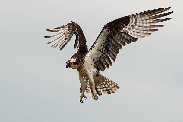 Falco pescatore landing - foto stock