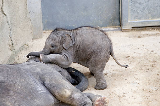 baby elephant Little elephant is touching its mother captive animals stock pictures, royalty-free photos & images