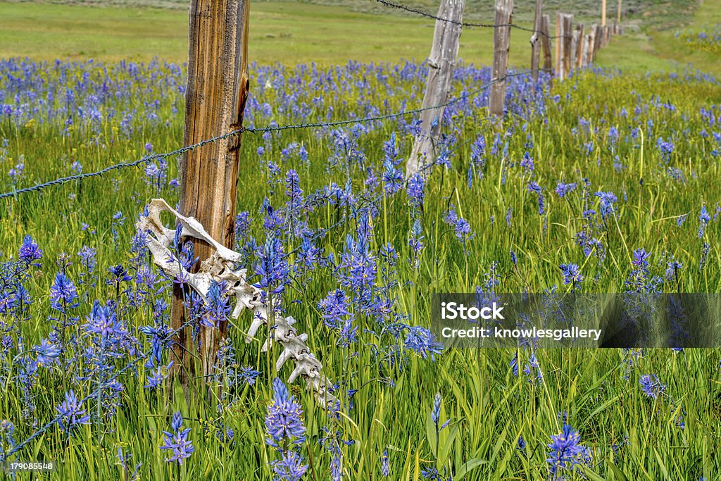 Esqueleto animal Pego em um muro com flores silvestres - Foto de stock de Azul royalty-free