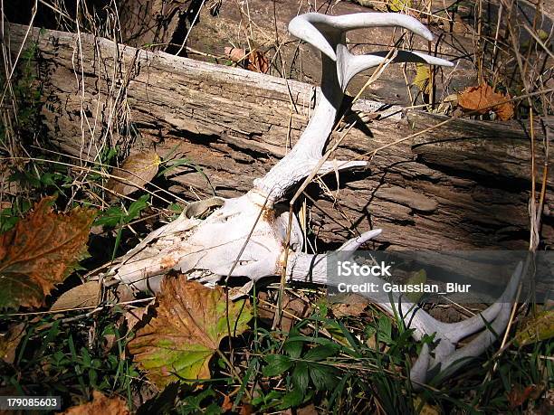 Whitetail Skull 4 Stock Photo - Download Image Now - Animal, Animal Body Part, Animal Bone