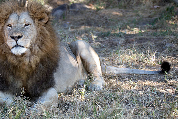 istock Lion in a game Park 179086197