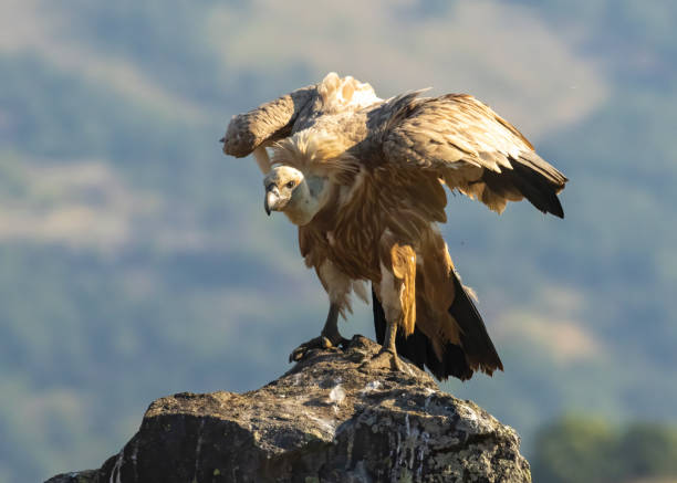 istock Griffon Vulture (Gyps fulvus) on feeding station 1790863324