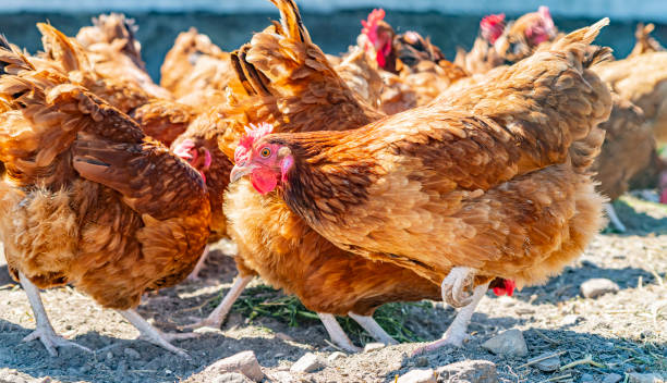istock Chickens on traditional free range poultry farm 1790865474