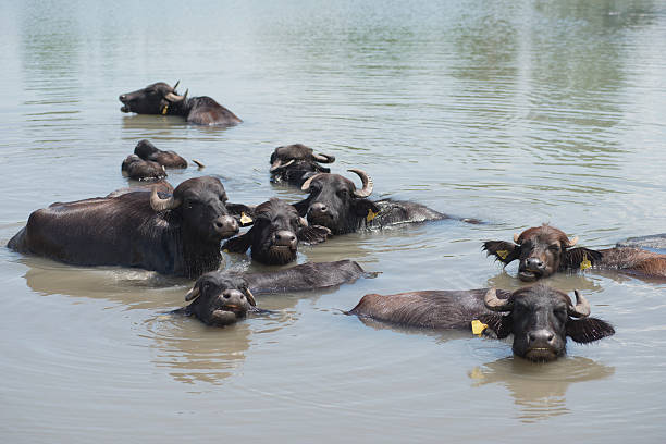 istock ox in the water 179086796