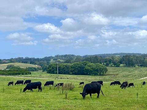 Horizontal landscape with free range grass fed cows in rural farm land under cloudscape sky in country Bangalow NSW Australia