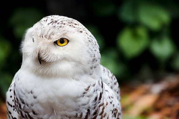 istock Snowy Owl (Bubo scandiacus) looking at the viewer 179087003
