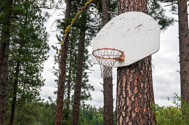 istock Pine tree Basketball hoop 179087215