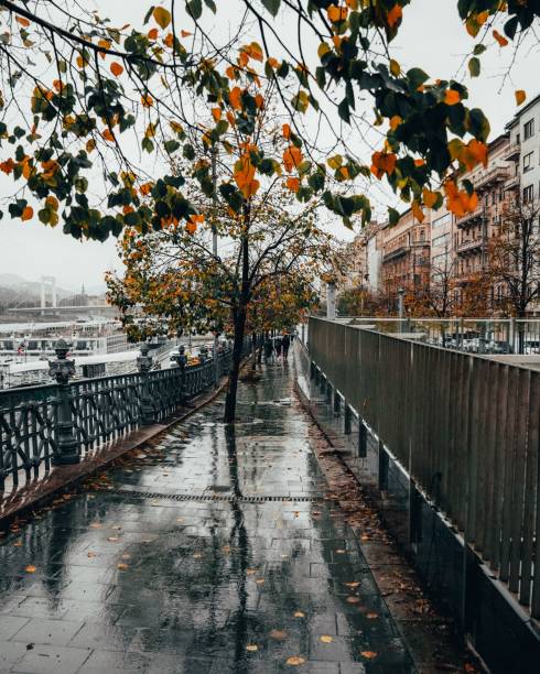 herbstregen fällt in der nähe einer von bäumen gesäumten straße in der stadt, umgeben von gebäuden - fog wet rain tree stock-fotos und bilder