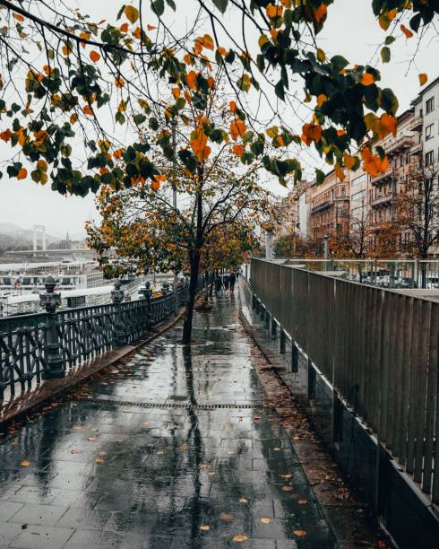 lluvia otoñal cayendo cerca de una carretera arbolada de la ciudad, rodeada de edificios - fog wet rain tree fotografías e imágenes de stock