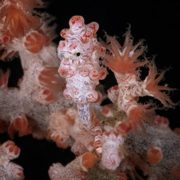istock Bargibant’s Pygmy Seahorse (Hippocampus bargibanti) 1790874364