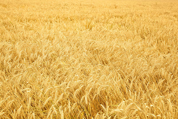 istock Close up of ripe wheat ears 179087454