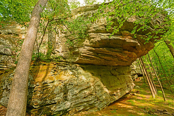 friso en madera tallada en arenisca un bosque de hoja caduca - shawnee national forest fotografías e imágenes de stock