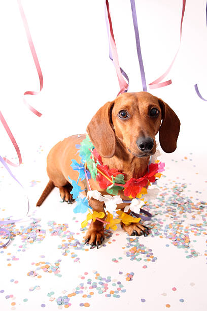 istock Carnival dog party 179087506