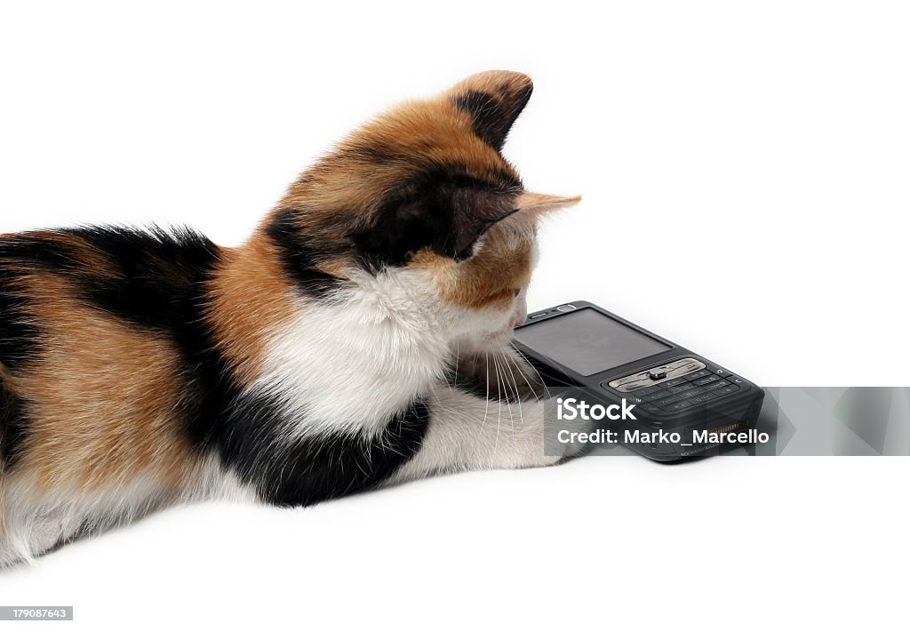 Kitten waiting for a call Kitty waiting for a call. Cute little pet and a top class telecommunication device together. Animal Stock Photo