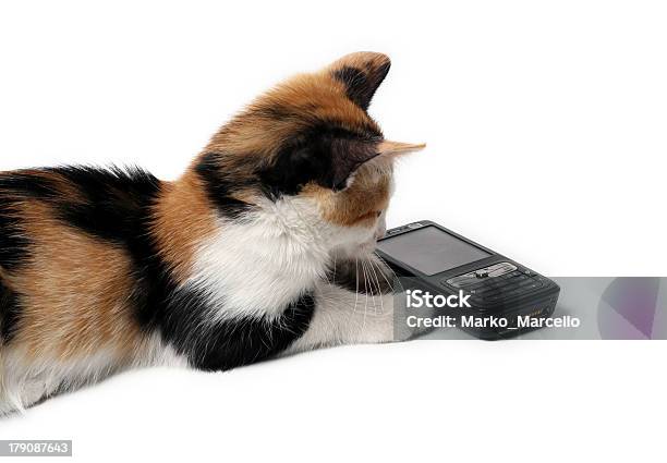 Kitten Waiting For A Call Stock Photo - Download Image Now - Animal, Animal Antenna, Antenna - Aerial
