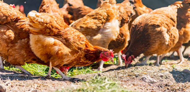 istock Chickens on traditional free range poultry farm 1790877093