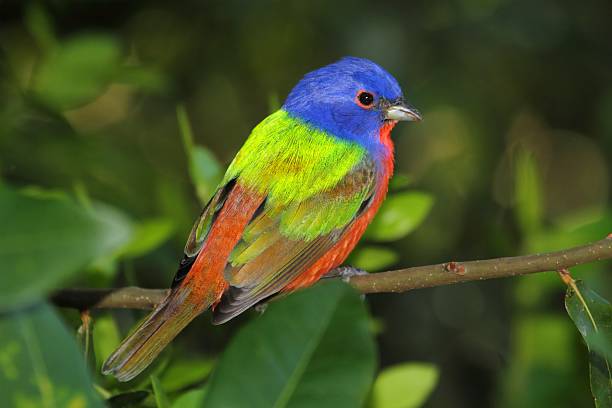 Painted Bunting (Passerina ciris) Colorful Painted Bunting (Passerina ciris) on a branch bunt stock pictures, royalty-free photos & images