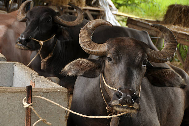 istock Water buffalo in the stables V 179087774