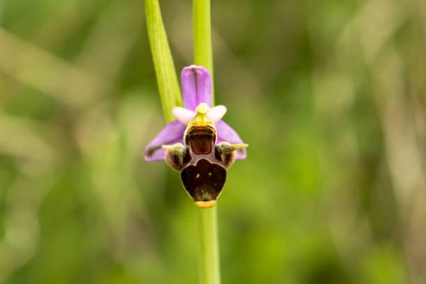 istock Horned Woodcock Orchid (Ophrys cornuta) 1790878237