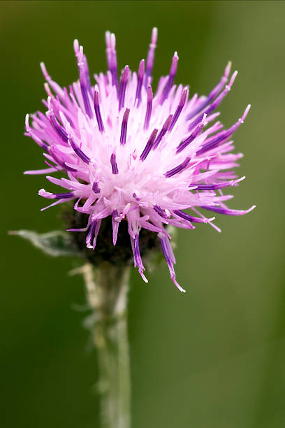 ヴァイオレット serratula tinctoria - flower may thistle purple ストックフォトと画像