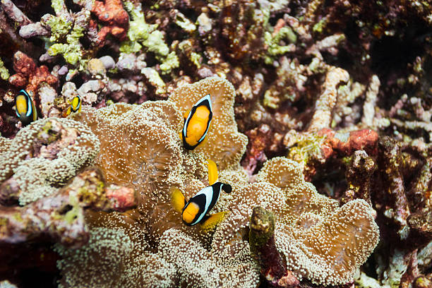 Clark's anemonefish at Surin national park Clark's anemonefish at Surin island entacmaea quadricolor stock pictures, royalty-free photos & images