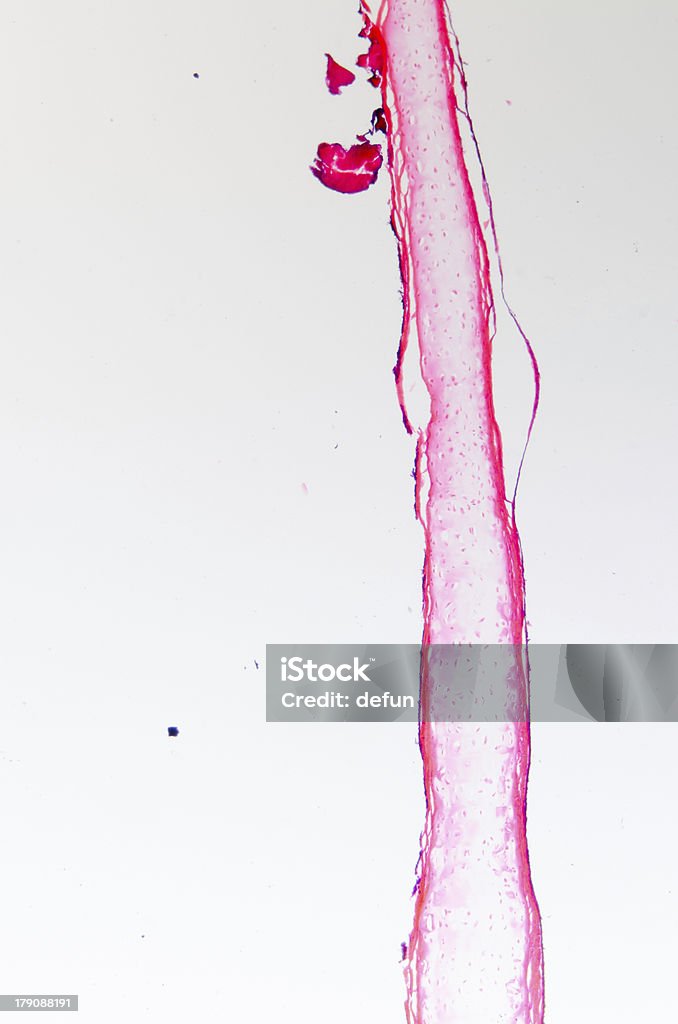 Kość cell osteocyte - Zbiór zdjęć royalty-free (Istota gąbczasta)