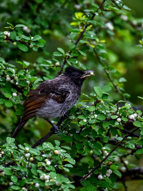 istock Birds of srilanka 1790881974
