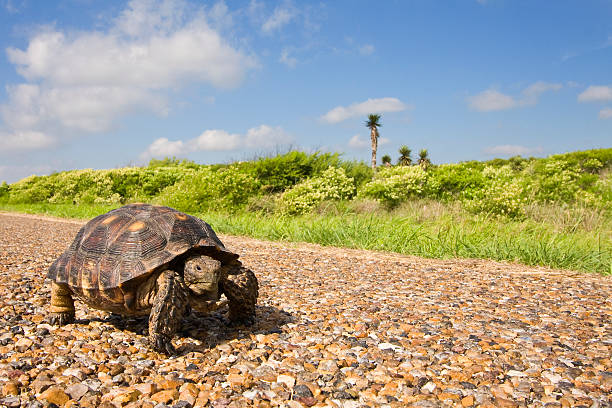 Are we there yet. A Texas tortoise on a pea gravel road in south Texas. slow walk stock pictures, royalty-free photos & images