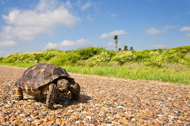 A Texas tortoise on a pea gravel road in south Texas.