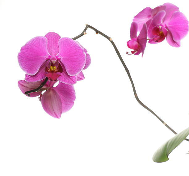 istock Phalaenopsis. Purple orchid on white background 179088385