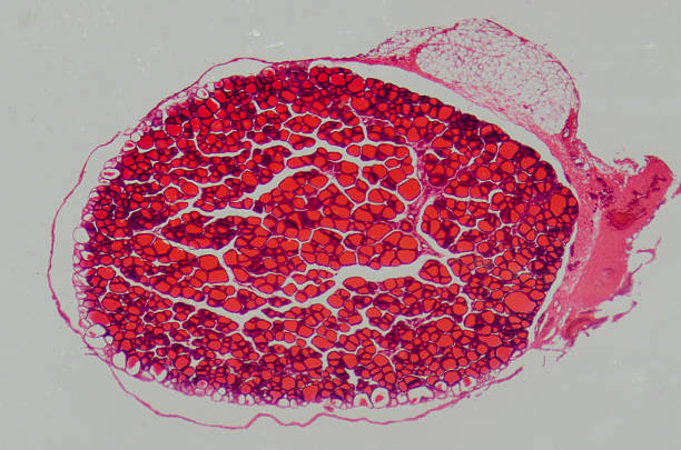 istock science medical anthropotomy physiology microscopic human thyroi 179088444