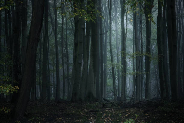 istock Dark misty forest with tall gray tree trunks and low pale light, spooky natural landscape in the wilderness, copy space, selected focus 1790887366