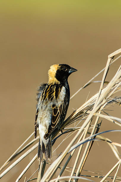 Male bobolink A male bobolink sitting on grass straw bobolink stock pictures, royalty-free photos & images