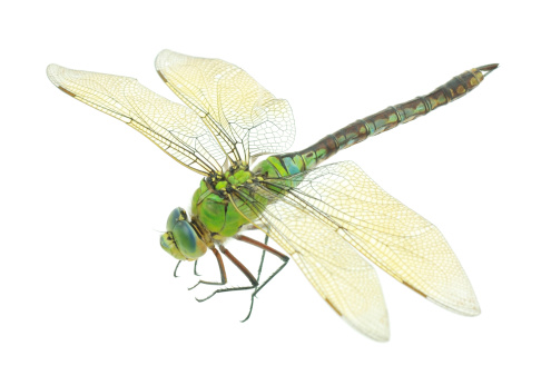 closeup of big green dragonfly over white